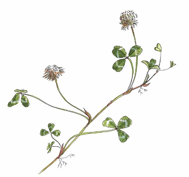 White Clover.jpg - "White Clover" - by Jackie Hunt